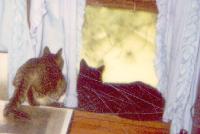 Gabby-Watching-Fuzzball-in-Window-05-01-1998 Thumbnail